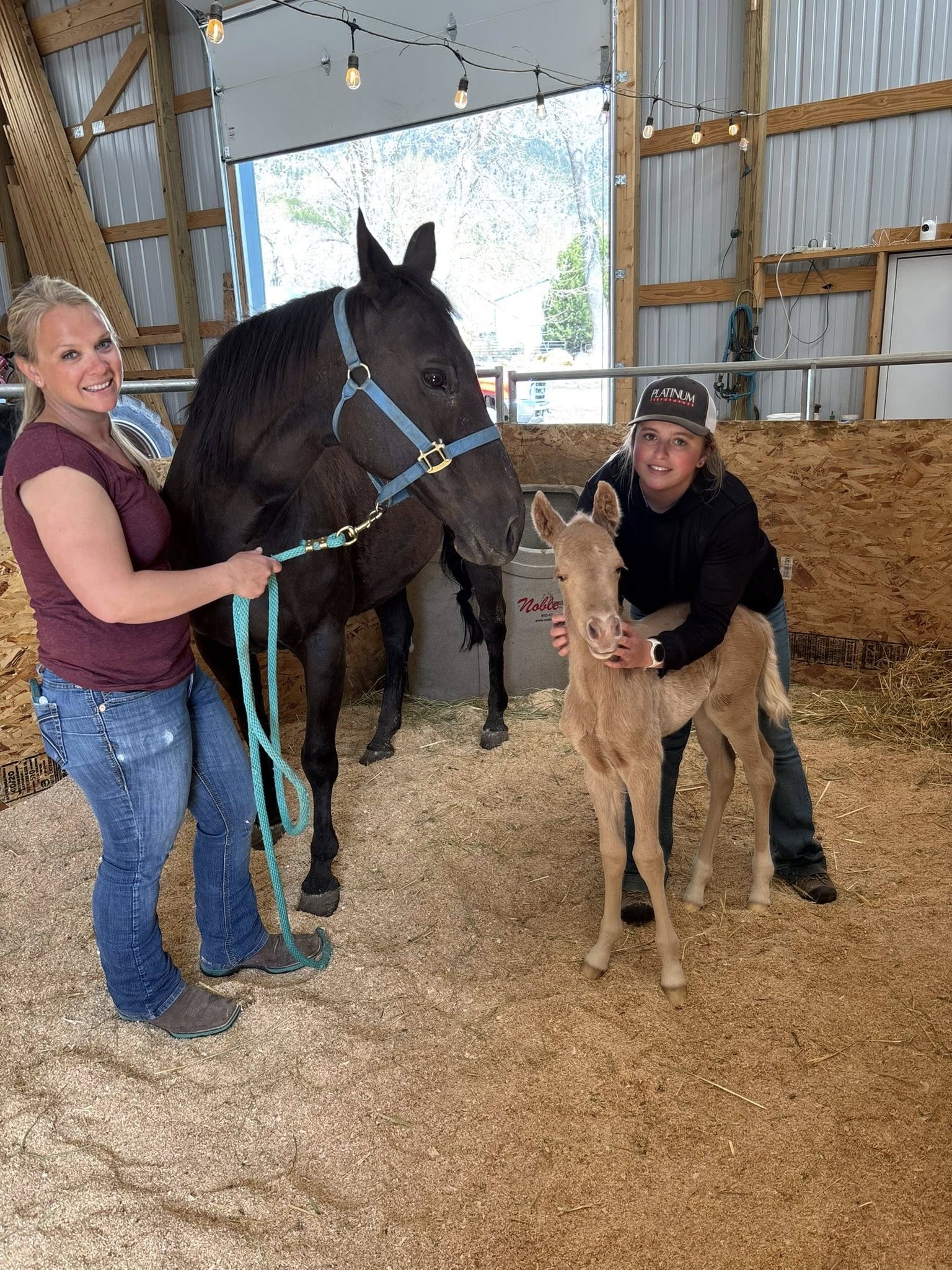 Dr. Kristi Stone, DVM, CVMA with a mare and foal