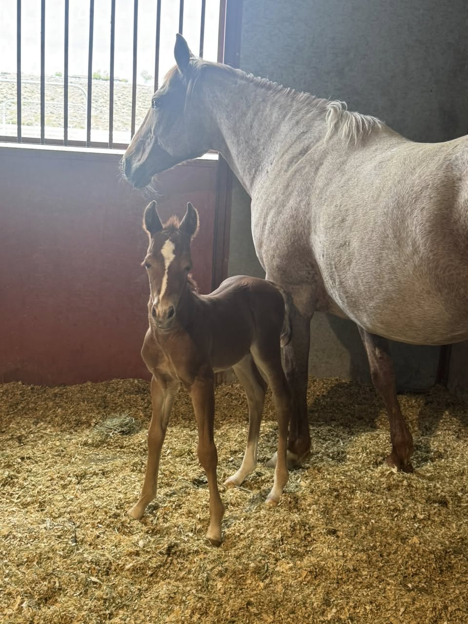 Mare and gray foal in stall