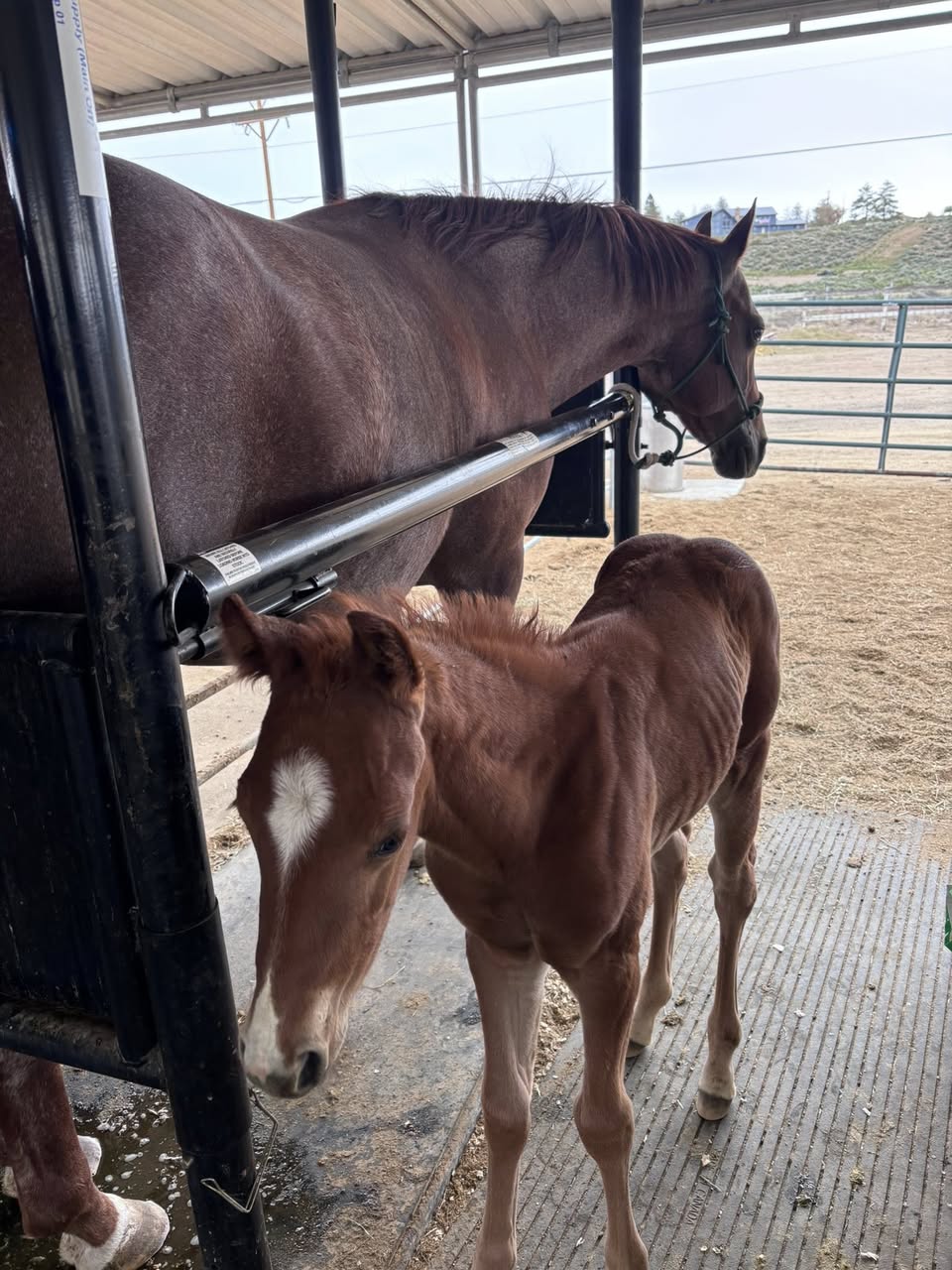 Chestnut mare and foal