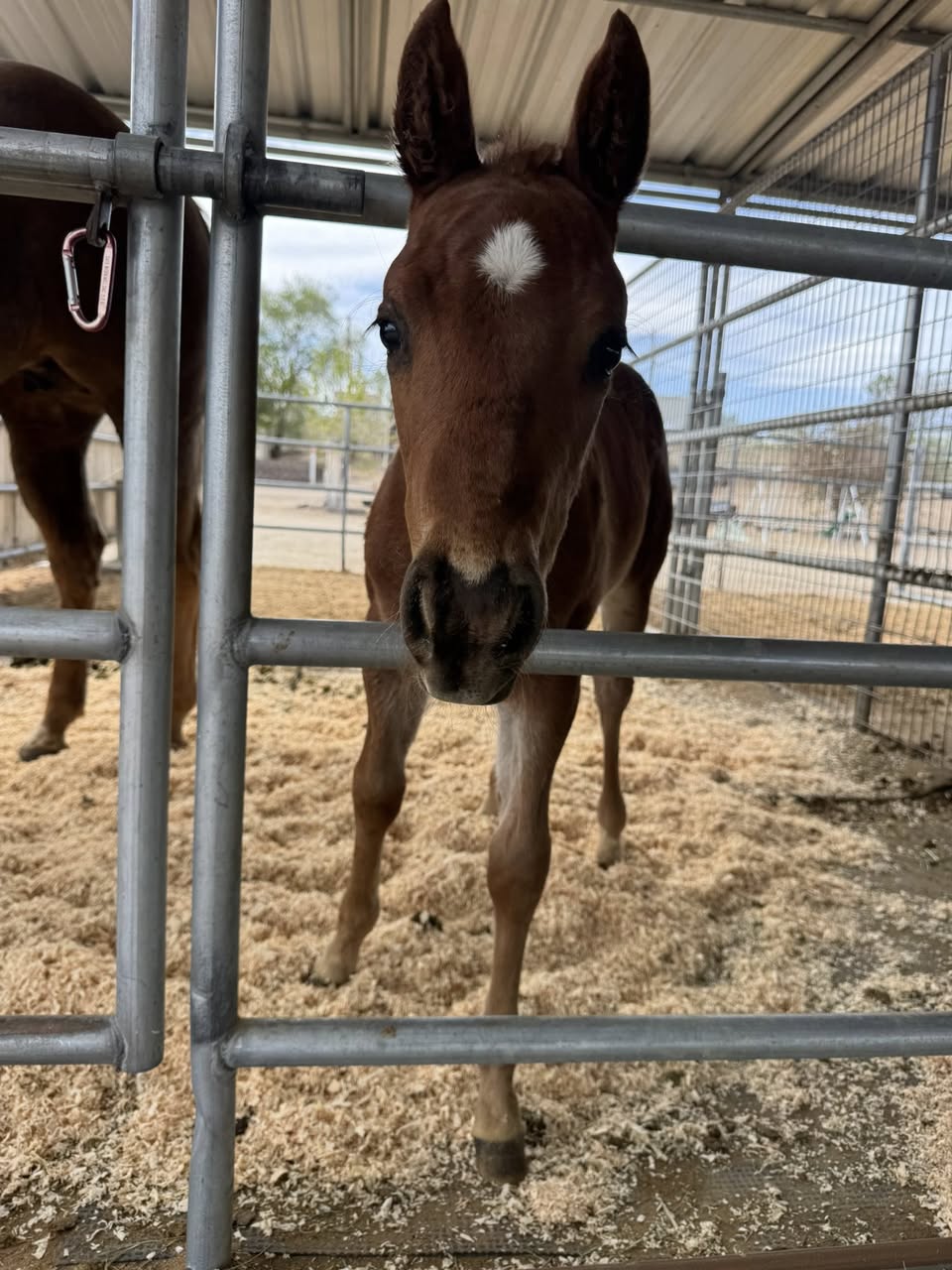 Curious chestnut foal