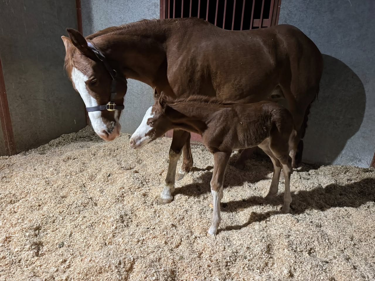 Mare and newborn foal nursing in stall