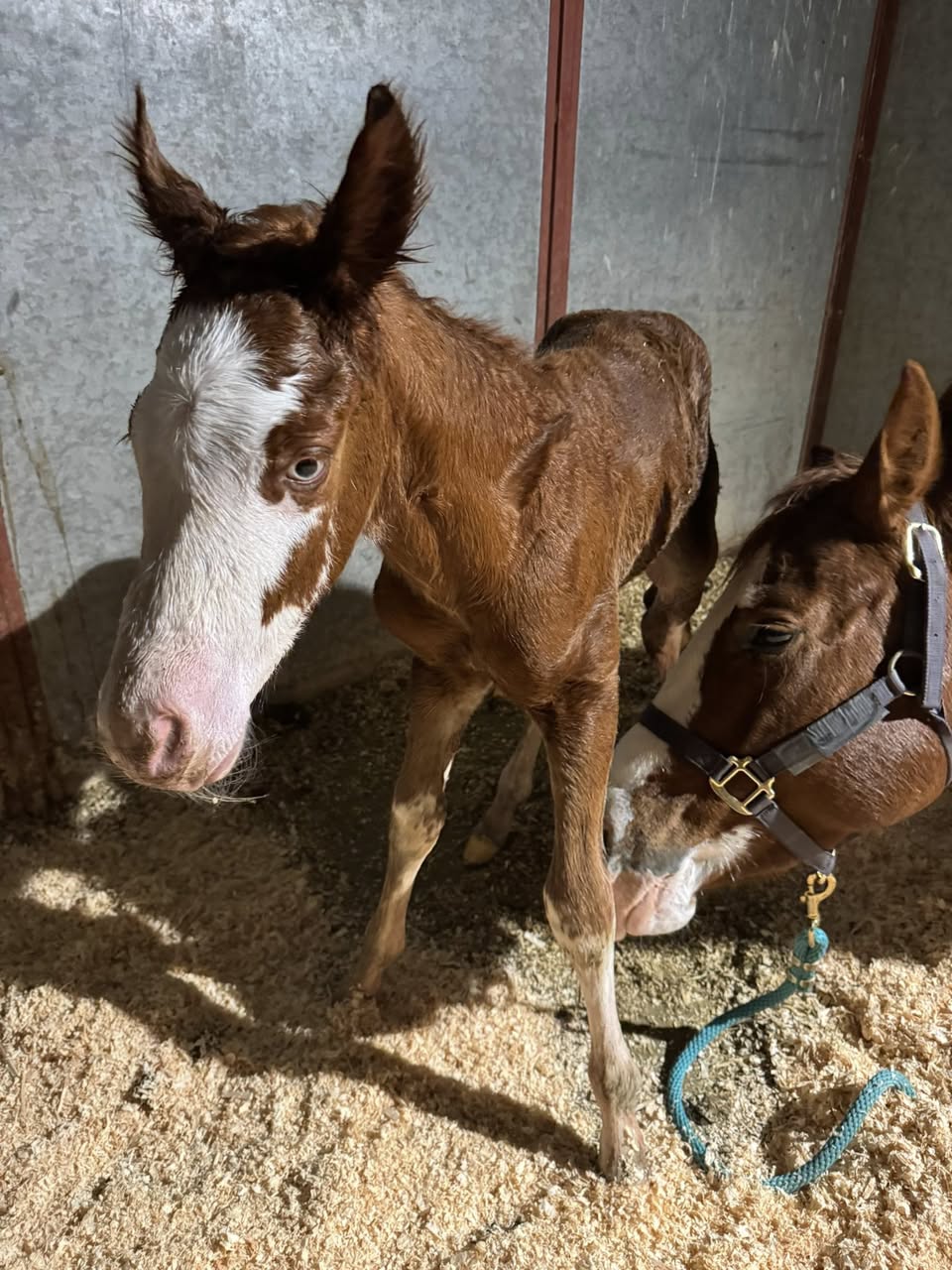 Two newborn foals